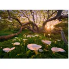 299064 - Calla-Clearing - Magic Forests, 1000 Teile, 70.0 x 50.0 cm