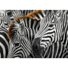 ENJOY-2103 - Zebras, Puzzle, 1000 pieces