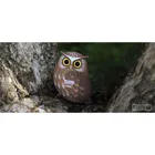 650044 - 3D craft set owl (MQ6)